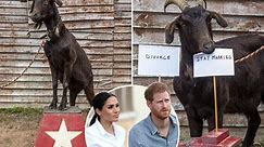 ‘Psychic’ goat makes royal predictions about Meghan, Harry and William