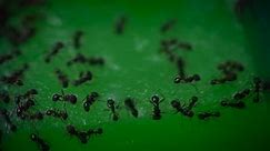 World's Largest Ant Farm