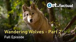 Wandering Wolves - Nature Documentary, Part 2