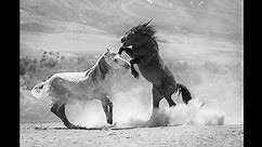 Wild Mustangs of Nevada | Horse Breeding Season