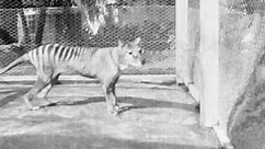 Unearthed footage shows last-known glimpse of extinct Tasmanian tiger