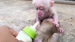 Dad came back to see the baby monkey was bitten by ants, Dad rescued him and took him to bathe, clean and paint #AnimalsBiBi