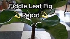 Fiddle a leaf Fig repot #fiddleleaffig #houseplants #plantpeople #planttips #plants #plantlife #gardening #plantlover | Tanner The Planter