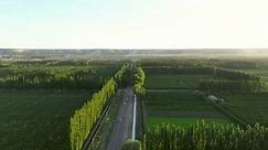 Aerial Drone View Horticultural Orchards Apple Stock Footage Video (100% Royalty-free) 1100803827 | Shutterstock