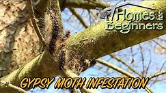 How to get rid of Gypsy Moths and Caterpillars