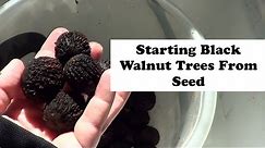 Starting Black Walnut Trees From Seed