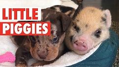 Cute Little Piggies Video Compilation 2017