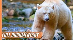 The Quest for the Spirit Bear - Mysteries and Wild Creatures | Full Documentary