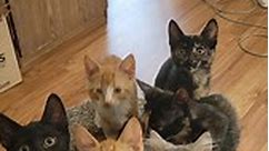 KITTENS COMING TO... - SAFE of Clare County - Michigan