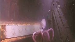 An octopus uses jet propulsion to... - Ocean Networks Canada