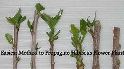 Easiest Method to Propagate Hibiscus Flower Plant