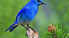 Inside Idaho's state bird: how to spot and where to look for the Mountain Bluebird