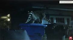 Geico Raccoons Commercial but Lucas the Spider says “Butter toast.” instead of “try it”