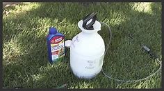 How to apply lawn weed killer
