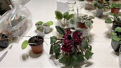 Part1: These Methods Will Help You Save Your African Violets After Overwatering