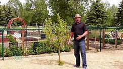 Tips and Tricks On How To Stake A Tree  (Gardening Tips And Tricks)