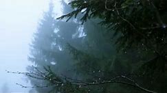 Sounds for Deep Sleep, Relaxation 10 Hours / Rain in Spruce Forest, Fog, Swaying Branches in Wind