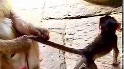 Baby gets very physical abuse from mother #babymonkey