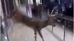 Deer Smashes Through Window To Escape American Eagle Store