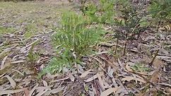 Fern plants in the wild # fernplant #victorian #australia | Bachi Bindas - Enjoy Every Moment