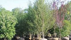 Where to Plant A River Birch Tree