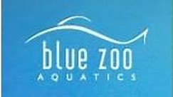 Buy From Blue Zoo Aquatics USA Online Store - International Shipping - Borderoo