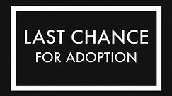 Last Chance for Adoption 2-18-24