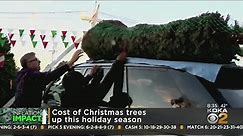 Cost of Christmas trees up this holiday season