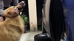Dog Helps With Car Repairs - video Dailymotion