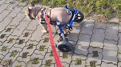 Ein Rolli kann so viel mehr sein als nur eine Gehhilfe. Mit einem Pedalsystem welches ganz leicht anzubauen geht wird Euer Walkin’Wheels zum Trainingsgerät. So kann euer Hund ganz entspannt beim Spaziergang seine Beweglichkeit trainieren. Das Pedalsystem wurde entwickelt von 3D4Paws, Simon Schuss, und ist ausschließlich bei Rollin‘Dogs erhältlich. Ihr findet hier auch andere nützliche Dinge, die gemeinschaftlich entwickelt wurden und für die Walkin‘ Wheels passen. „Von der Stange“ ist uns nicht 