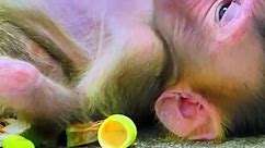 Oh, cute baby is being weaned by his mother #Slimmonkeys | Slim Monkeys