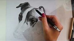 How to Draw a Pet Portrait in Graphite - Tips, Tricks and Tools