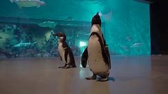Penguin Aquarium Tour