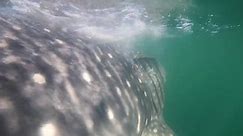 Whale Shark spotted off Panhandle coast