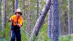 Pro logger guide felling a leaning tree