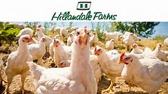 Bozrah Chicken egg farm fire: Investigation underway as 100,000 chickens reportedly die