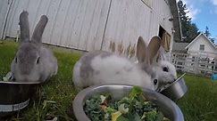 7-week-old rabbits