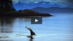 Humpback Whales (Español) "Ballenas"