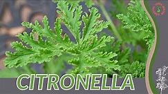 CITRONELLA How to Grow in 1 Minute!! (History, Growing, Nutrition, Companion Planting!)