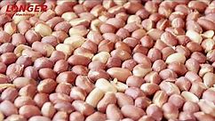 Peanut Roasting Plant/Groundnut Roasting Process/How to Roast Peanuts?