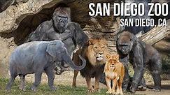 San Diego Zoo - Walking Tour | 4K UHD