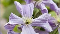 For a profusion of flowers in late summer, prune your late-flowering clematis in February. Ashley (@plantsforwellbeing) is here to show you how it’s done. #GrowYourOwn #GardenersWorld #Clematis #Pruning #HowTo #GardeningJobs | BBC Gardeners' World Magazine