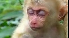 Trillions sad baby monkey today! sadness baby monkey is try to calling her mom with hurt and cool...
