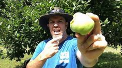 What THEY don’t tell you about dwarf fruit trees!