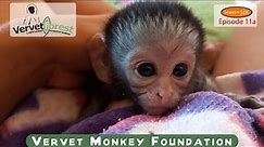 Tiniest orphan baby monkey 🐒 arrive, follow up on orphan's foster mom introductions
