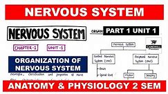 Nervous System | Organisation of nervous system | Part 1 Unit 1 | Hap 2nd semester | Carewell Pharma