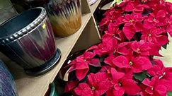 ❤️Merry Eve to Christmas Eve! Open today 9-4, stop by for any last minute gifts or decor for your holiday gathering! 🌟60% off poinsettias 🌟50% off holiday decor 🌟$50 Christmas trees❤️We’ll see you soon! | Lowe's Bayshore Nursery & Gifts