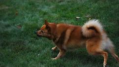 Finnish Spitz and backyard coyotes (1/2) - when mid-sized dog encounters coyotes, what will happen?
