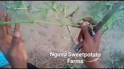 What should you do to your... - Nguvu Sweetpotato Farms
