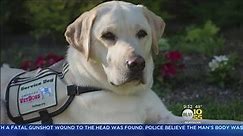 George Bush's Service Dog Takes Emotional Final Journey